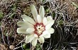 Preview photo Gymnocalycium mostii