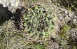 Preview photo Gymnocalycium mostii