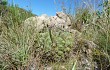 Anteprima di Gymnocalycium mostii