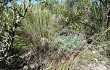 Vista previa de Gymnocalycium mostii