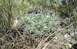 Vista previa de Gymnocalycium mostii