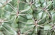 Preview photo Gymnocalycium mostii