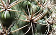 Preview photo Gymnocalycium mostii