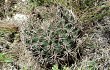 Anteprima di Gymnocalycium mostii