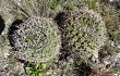 Preview photo Gymnocalycium mostii