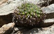 Vista previa de Gymnocalycium mostii