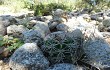 Vista previa de Gymnocalycium mostii