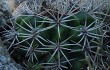 Vista previa de Gymnocalycium mostii