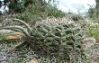 Vista previa de Gymnocalycium mostii