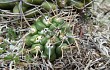 Vista previa de Gymnocalycium mostii