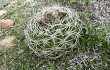 Anteprima di Gymnocalycium mostii