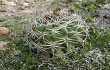 Vista previa de Gymnocalycium mostii