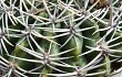 Vista previa de Gymnocalycium mostii