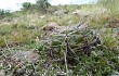 Vista previa de Gymnocalycium mostii