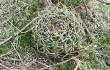 Vista previa de Gymnocalycium mostii