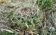 Preview photo Gymnocalycium mostii