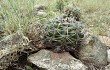 Preview photo Gymnocalycium mostii