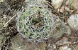 Preview photo Gymnocalycium mostii