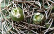 Preview photo Gymnocalycium mostii