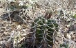 Vista previa de Gymnocalycium paediophilum