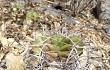 Anteprima di Gymnocalycium paediophilum