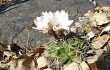 Anteprima di Gymnocalycium paediophilum