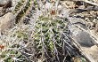 Vista previa de Gymnocalycium paediophilum