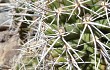 Preview photo Gymnocalycium paediophilum