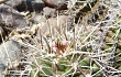 Anteprima di Gymnocalycium paediophilum