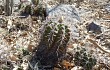 Vista previa de Gymnocalycium paediophilum