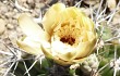 Preview photo Gymnocalycium paediophilum