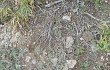 Anteprima di Gymnocalycium robustum