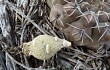 Preview photo Gymnocalycium robustum