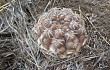 Vista previa de Gymnocalycium robustum