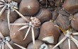 Vista previa de Gymnocalycium robustum