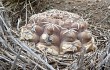 Vista previa de Gymnocalycium robustum