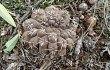 Vista previa de Gymnocalycium robustum