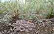 Vista previa de Gymnocalycium robustum