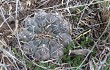 Preview photo Gymnocalycium robustum