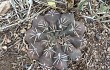 Preview photo Gymnocalycium robustum