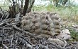 Vista previa de Gymnocalycium robustum