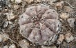 Preview photo Gymnocalycium robustum