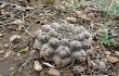 Preview photo Gymnocalycium robustum