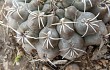 Anteprima di Gymnocalycium robustum