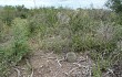 Vista previa de Gymnocalycium schickendantzii