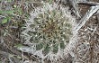 Vista previa de Gymnocalycium schickendantzii