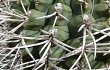 Vista previa de Gymnocalycium schickendantzii