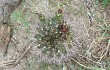 Preview photo Gymnocalycium schickendantzii