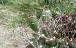 Anteprima di Gymnocalycium schickendantzii