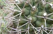 Vista previa de Gymnocalycium schickendantzii